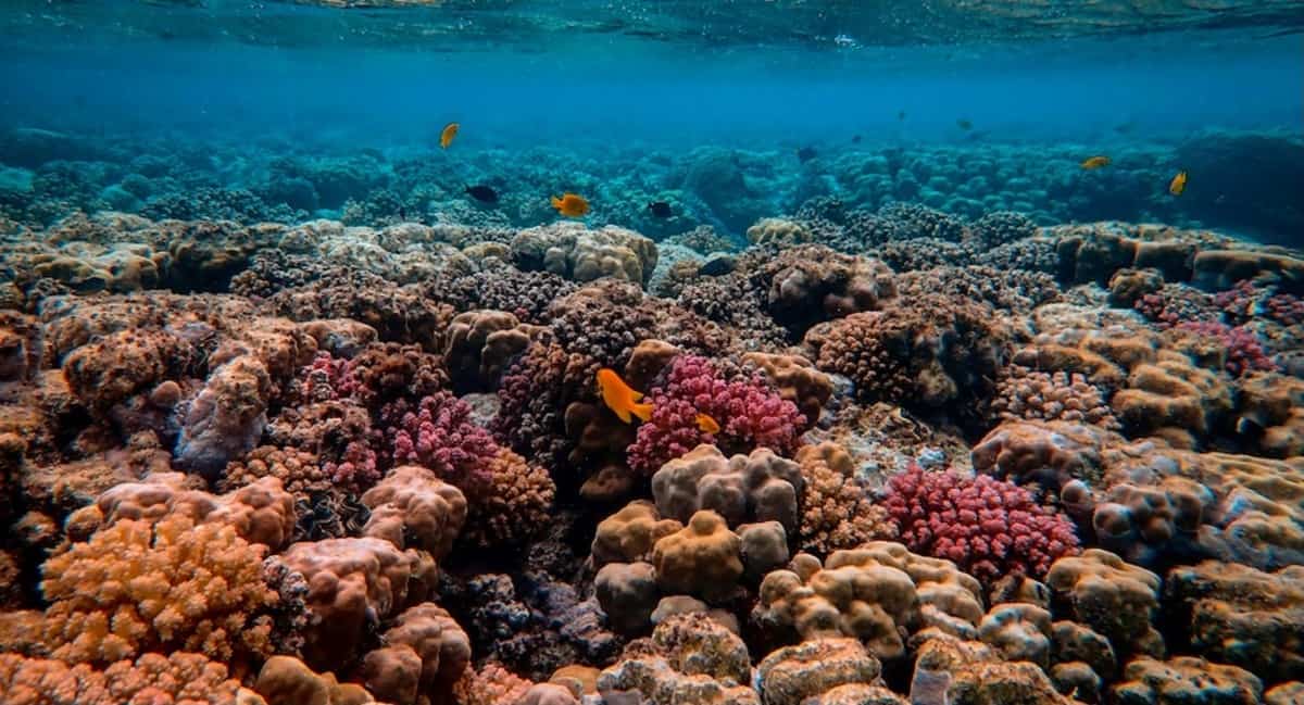 Direct Ocean Capture. Coralli nell'oceano