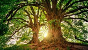 alberi nella foresta