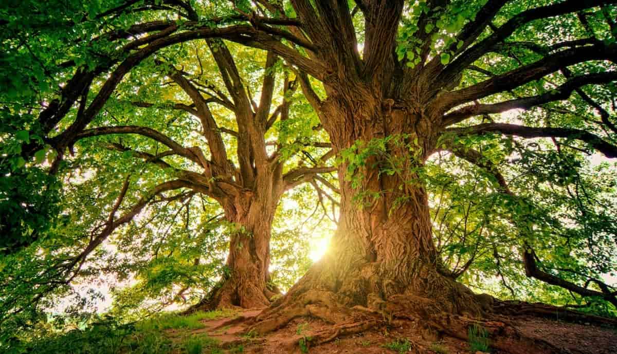 alberi di castagno, castagneto