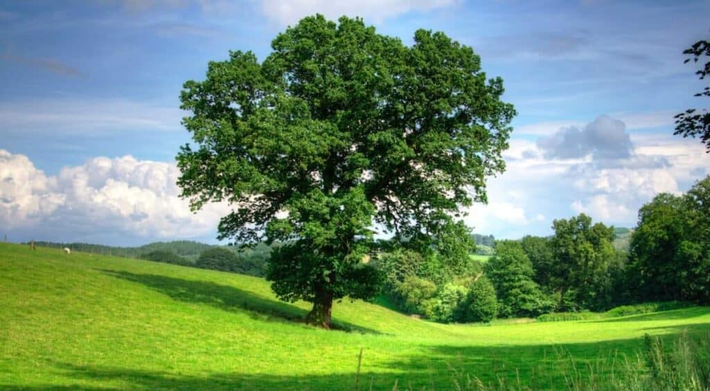 Ecco quali sono ad oggi tutte le specie vegetali italiane che sono in assoluto più a rischio di scomparire da qui ai prossimi anni.