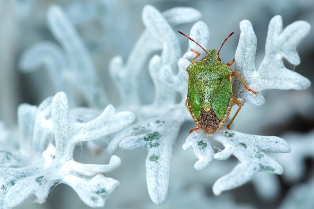 Una cimice verde su pianta bianca