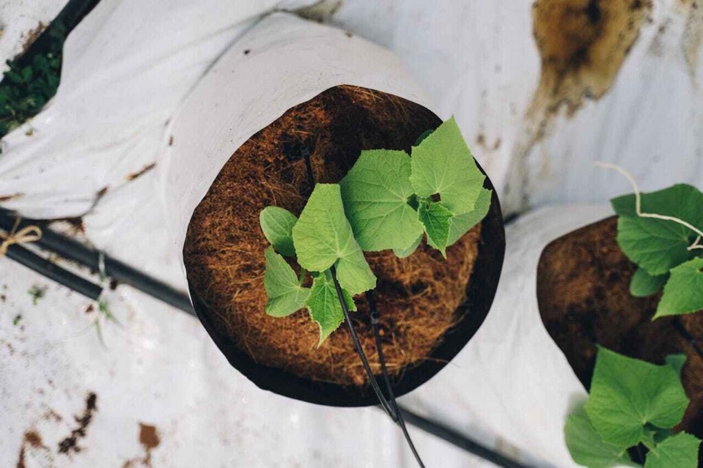 Fiber farming: un vasetto con ortica