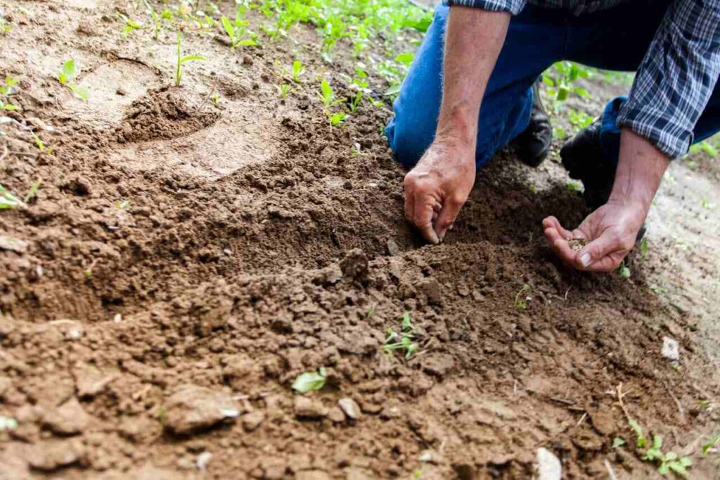 Fiber farming: un appezzamento coltivato in città
