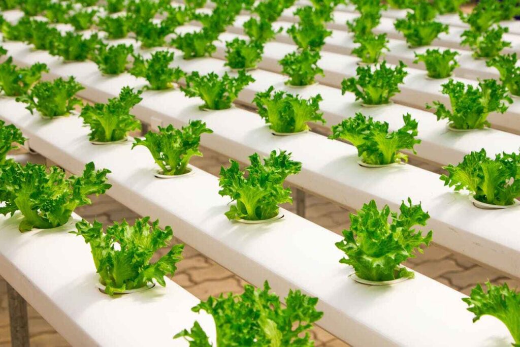 Fiber farming: verdure coltivate in città