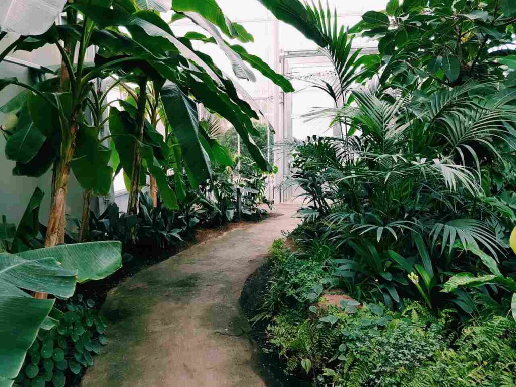 Giardini effimeri: vegetazione accanto a un percorso pedonale