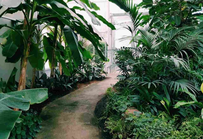 Giardini effimeri: vegetazione accanto a un percorso pedonale