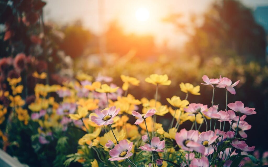 Giardini effimeri: bei fiori colorati