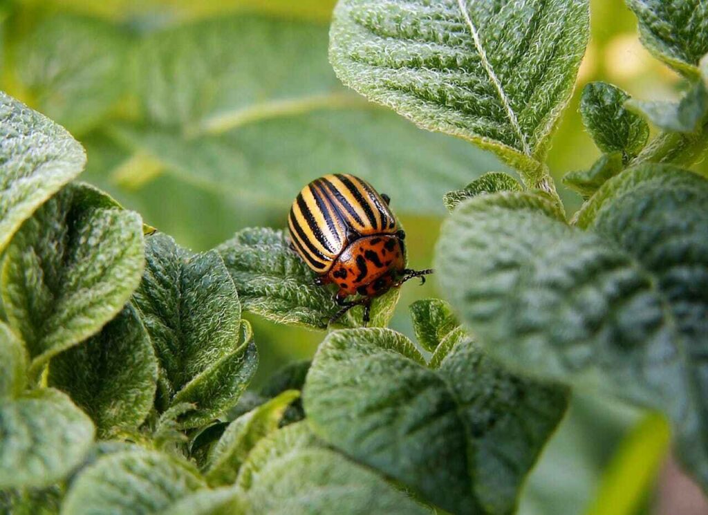 Paesaggi commestibili: una coccinella sulle foglie di un orto urbano