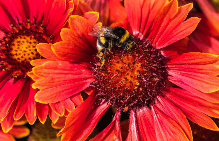 Insetti utili: un'ape impollina un fiore