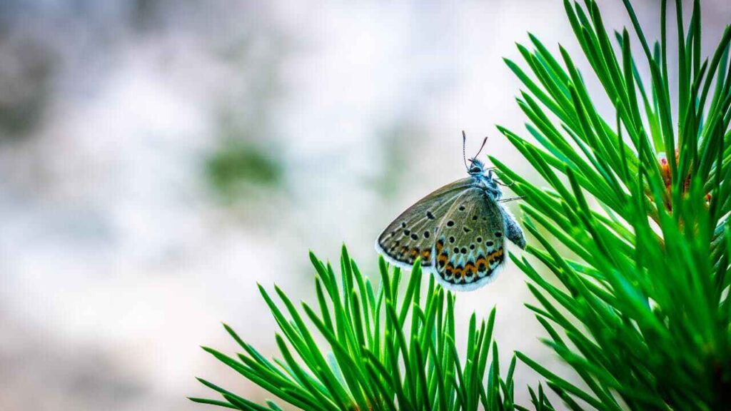 Insetti utili: una farfalla blu su un fiore