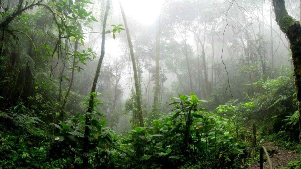 Mau Forest: nuvole sugli alberi