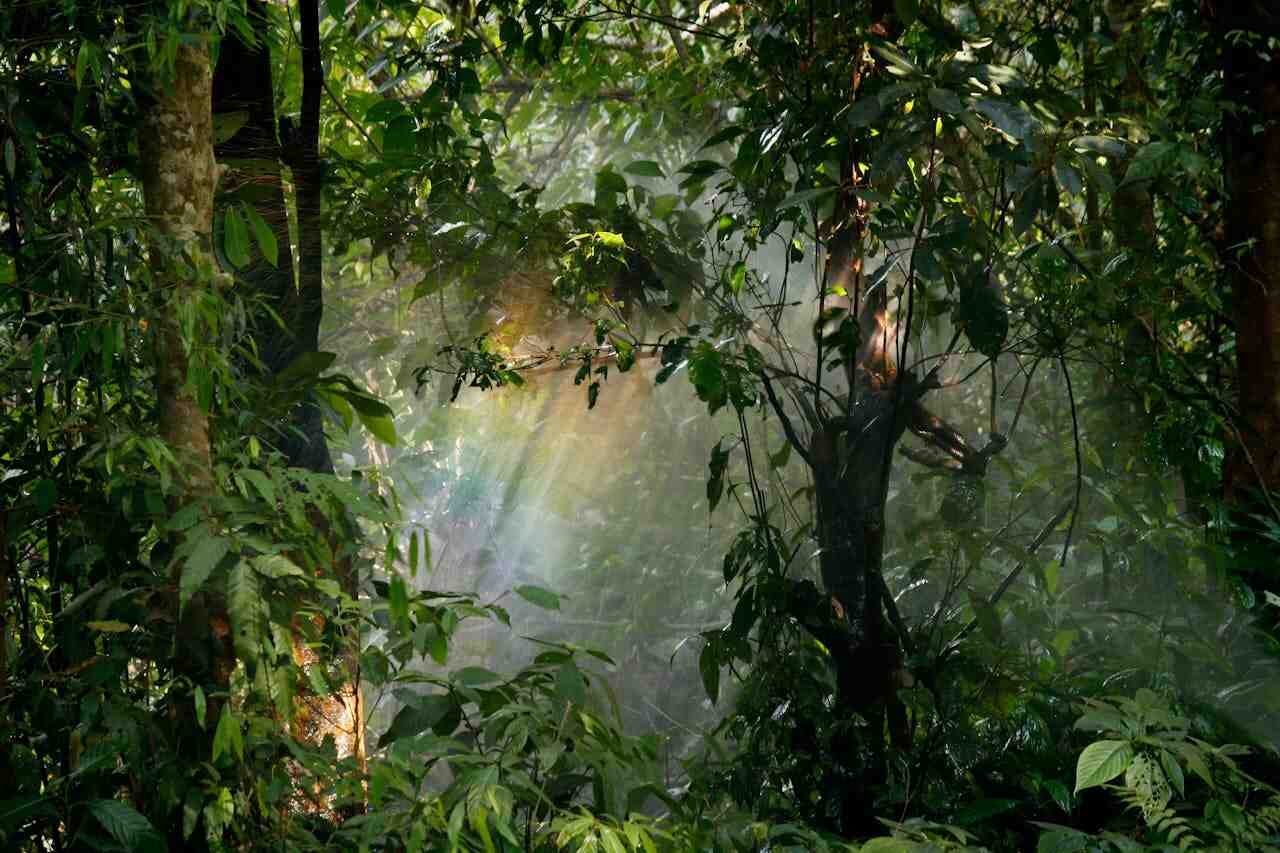 Mau Forest: sole che filtra tra le fronde