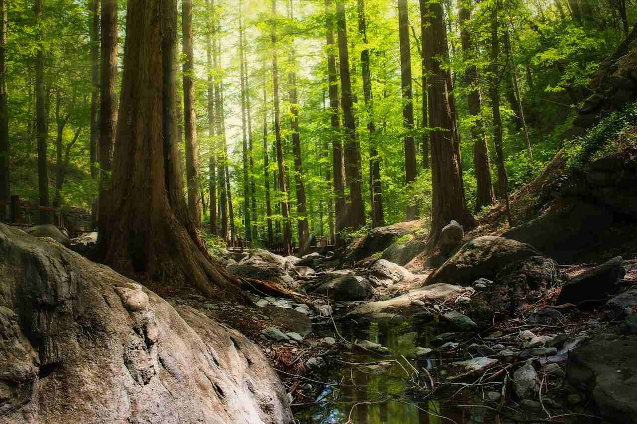 Ecological grief, il lutto per la perdita della natura. Una foresta rigogliosa