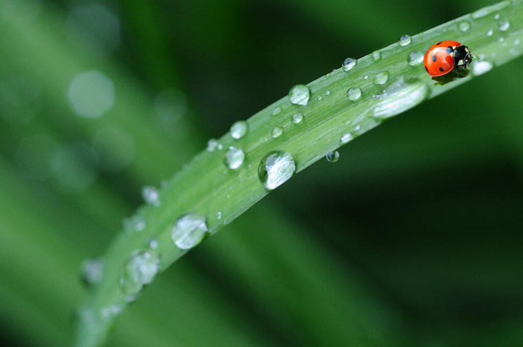 insetti utili: una coccinella rossa su una felce verde