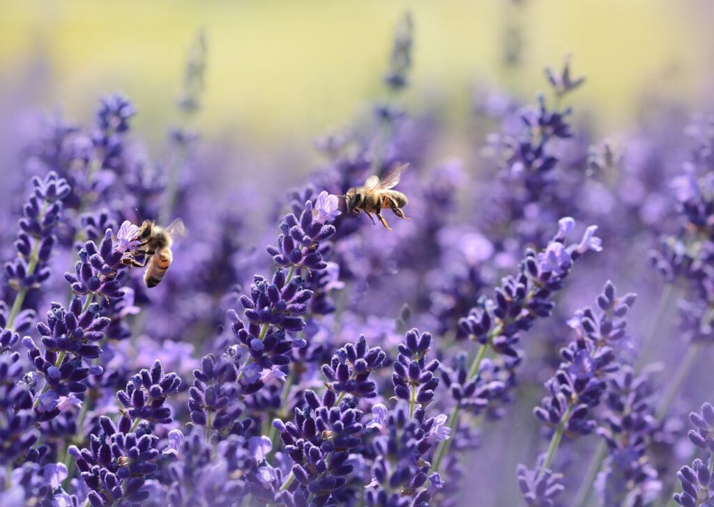 Piante mellifere: api che impollinano fiori di lavanda