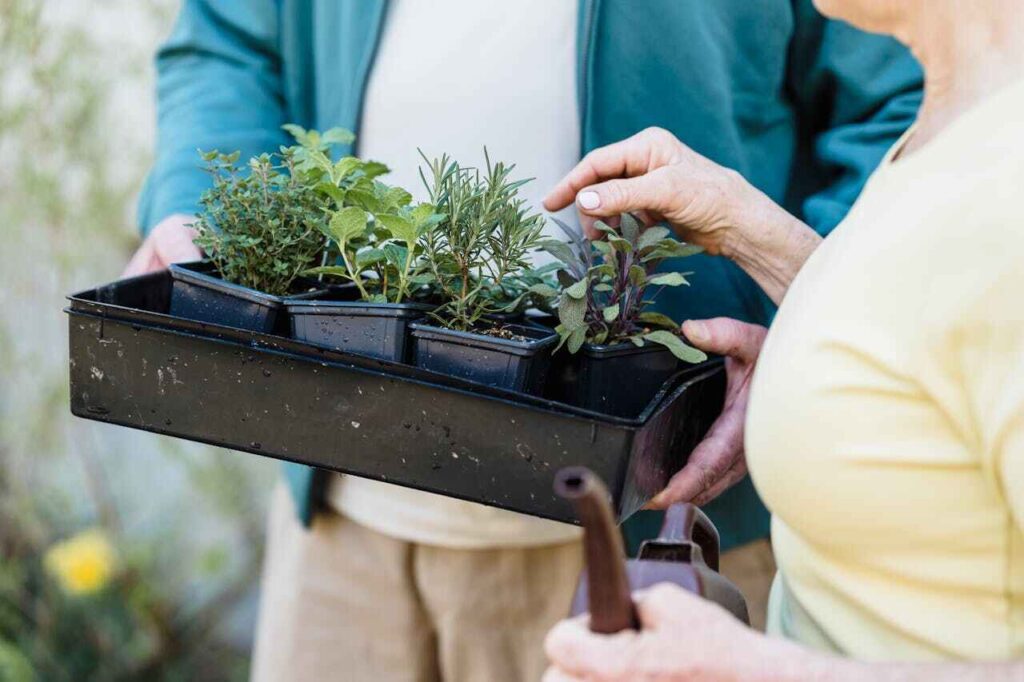 Piante mellifere: vasetti di piante pronte a essere piantumate