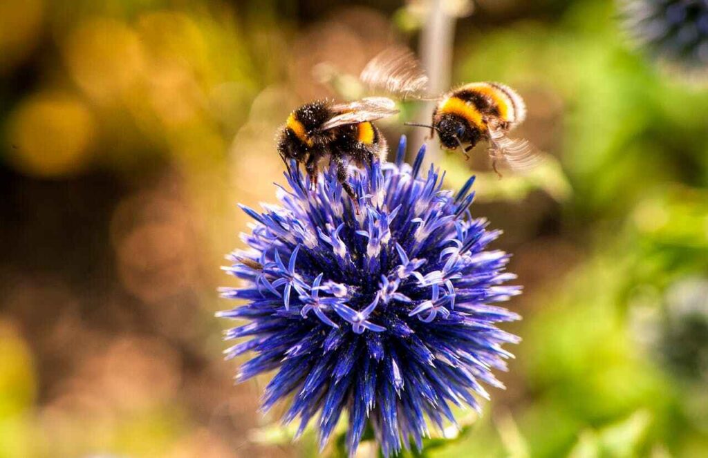 Piante mellifere: due api attorno a un bel fiore viola
