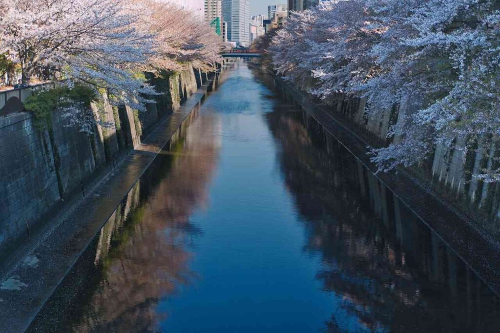 Tokyo Bay: un fiume circondato da alberi di ciliegio