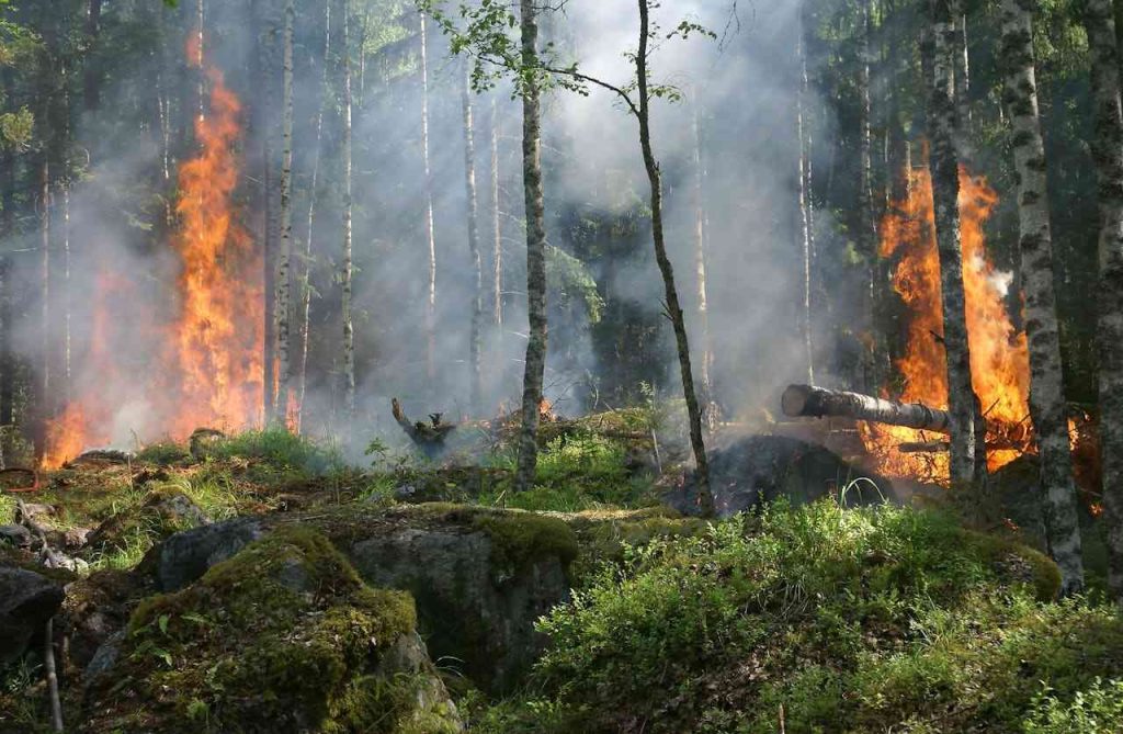 Incendio boschivo in un bosco di betulle