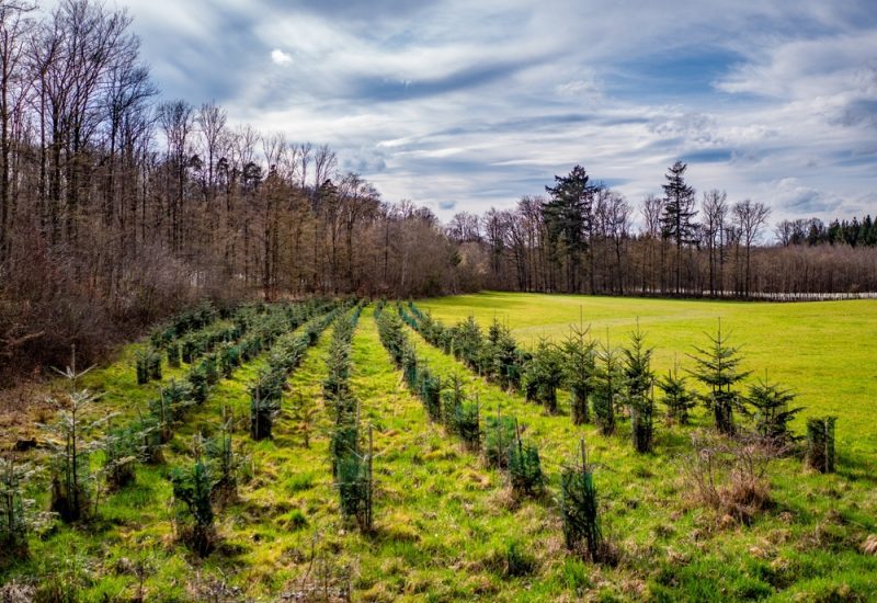 Allevamento di alberi di Natale in un campo aperto