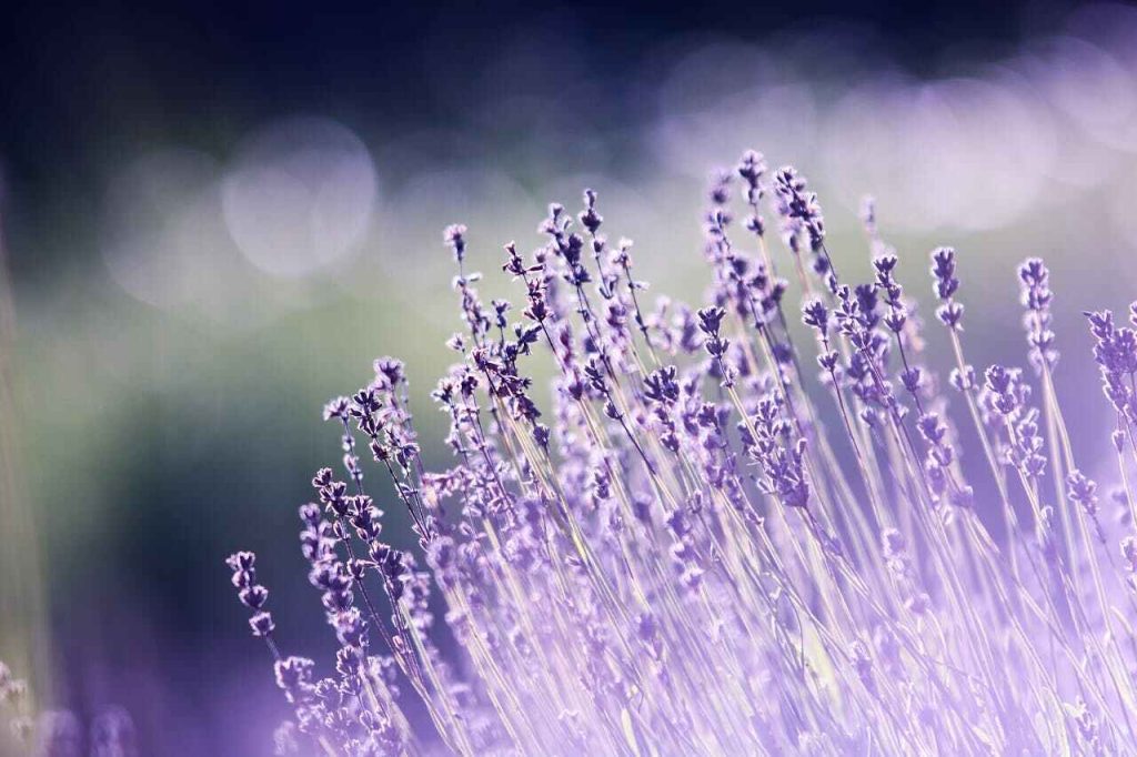 Lavanda: fiori in primo piano