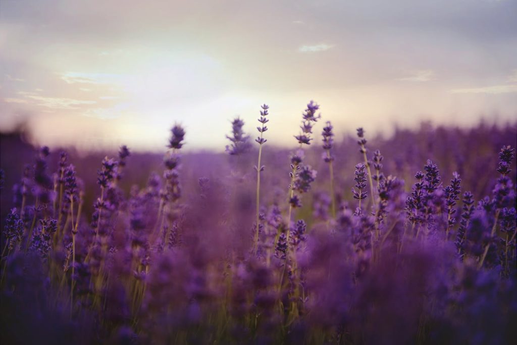 Lavanda: piante al tramonto
