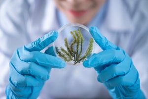 Biodiesel: uno scienziato studia delle alghe in un vetrino
