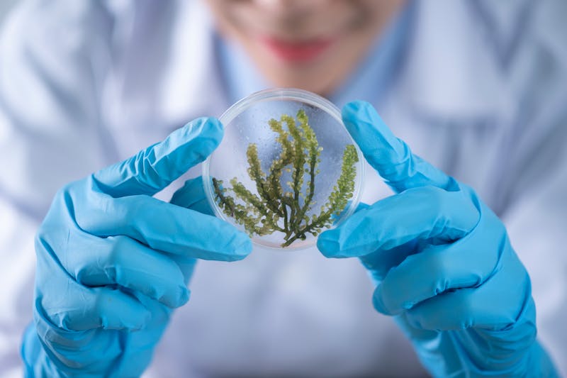 Biodiesel: uno scienziato studia delle alghe in un vetrino