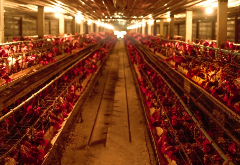 allevamenti intensivi