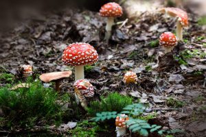 Micorisanamento: funghi che fuoriescono dal suolo