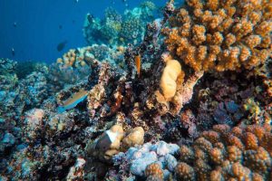 Biorock: coralli sottomarini