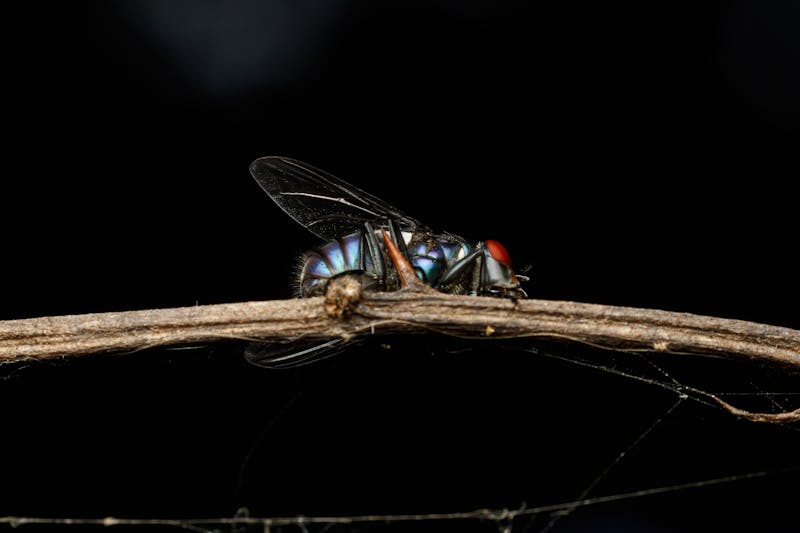 Mosca soldato: un insetto su un ramo