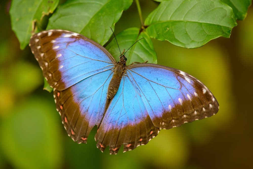 Colori strutturali: una farfalla Morpho