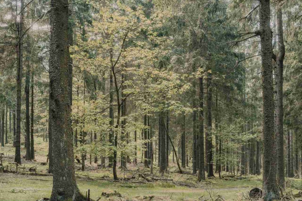 Elettricità delle piante: un'area verde