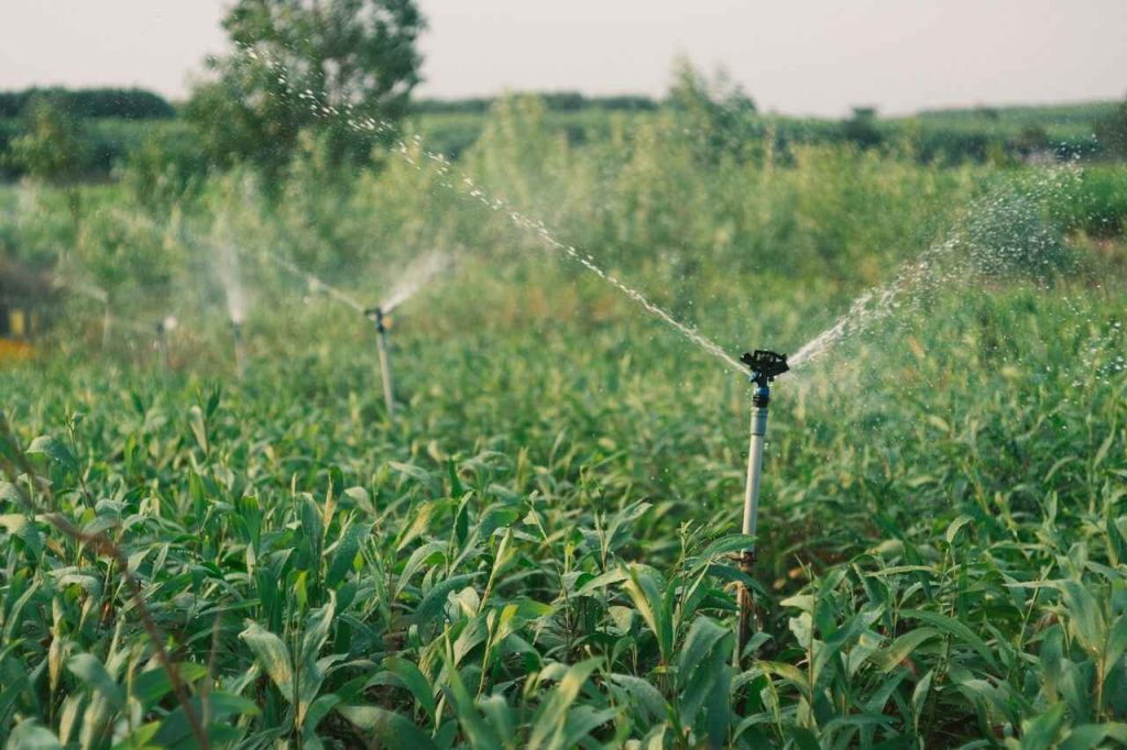 Irrigazione ad acqua ossigenata: un campo irrigato