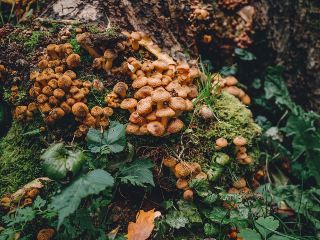 Funghi micorrizici: funghi addossati a una corteccia