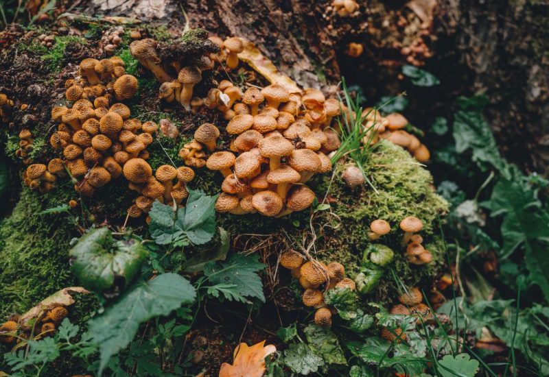 Funghi micorrizici: funghi addossati a una corteccia