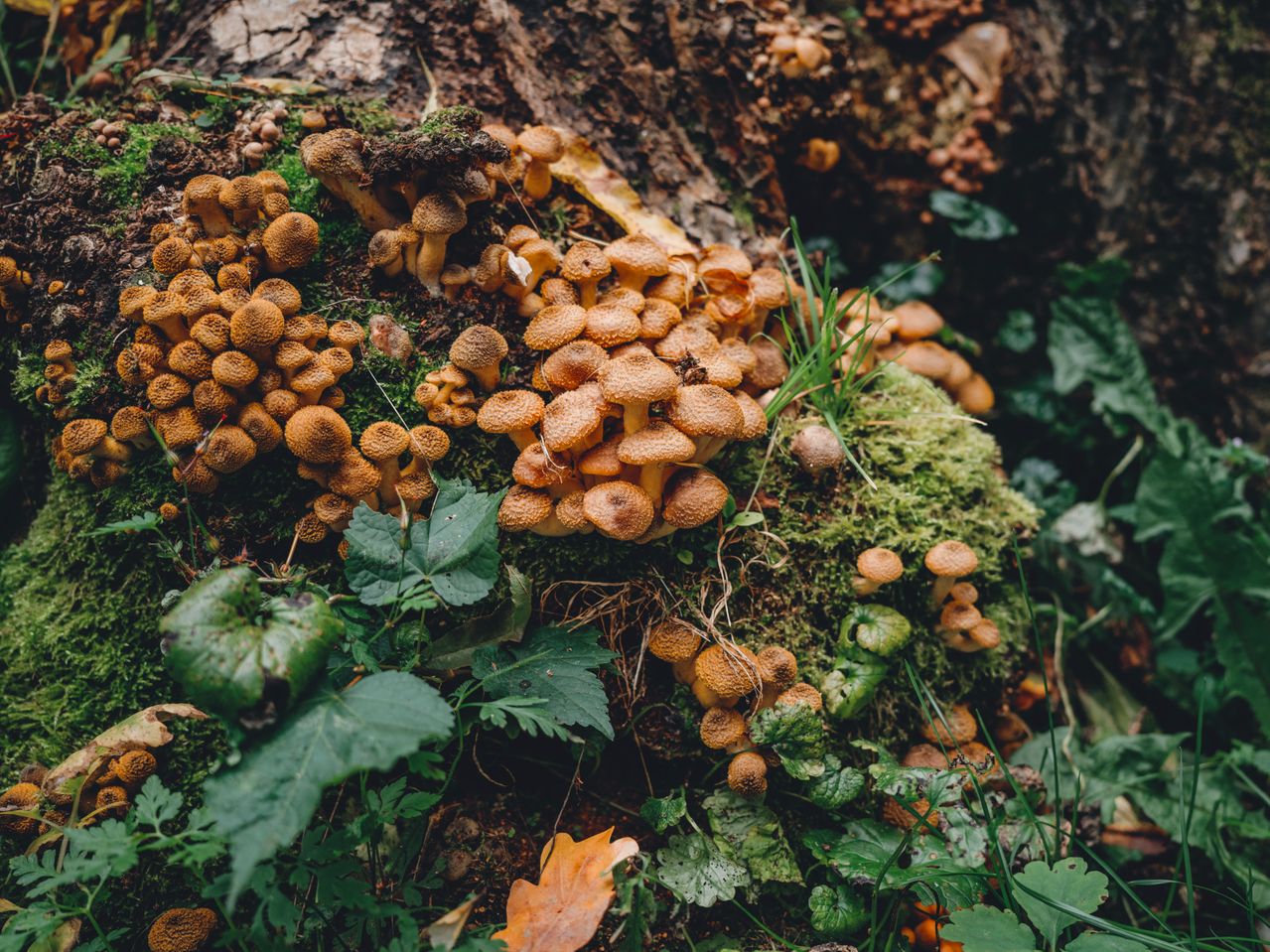 Funghi micorrizici: funghi addossati a una corteccia