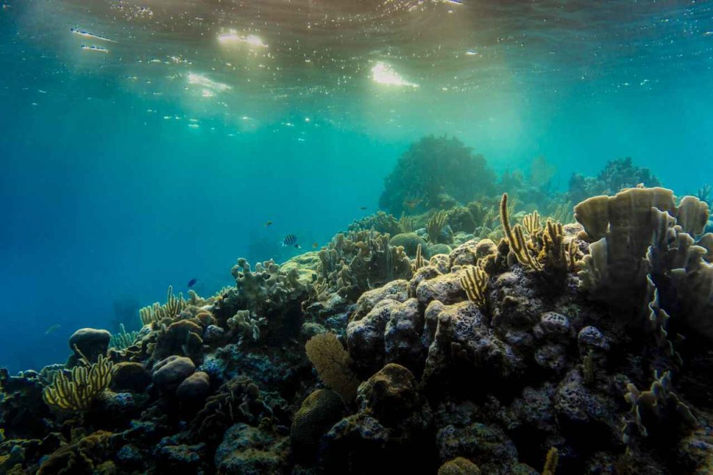 Barriere sommerse: microrganismi e organismi marini sul fondale
