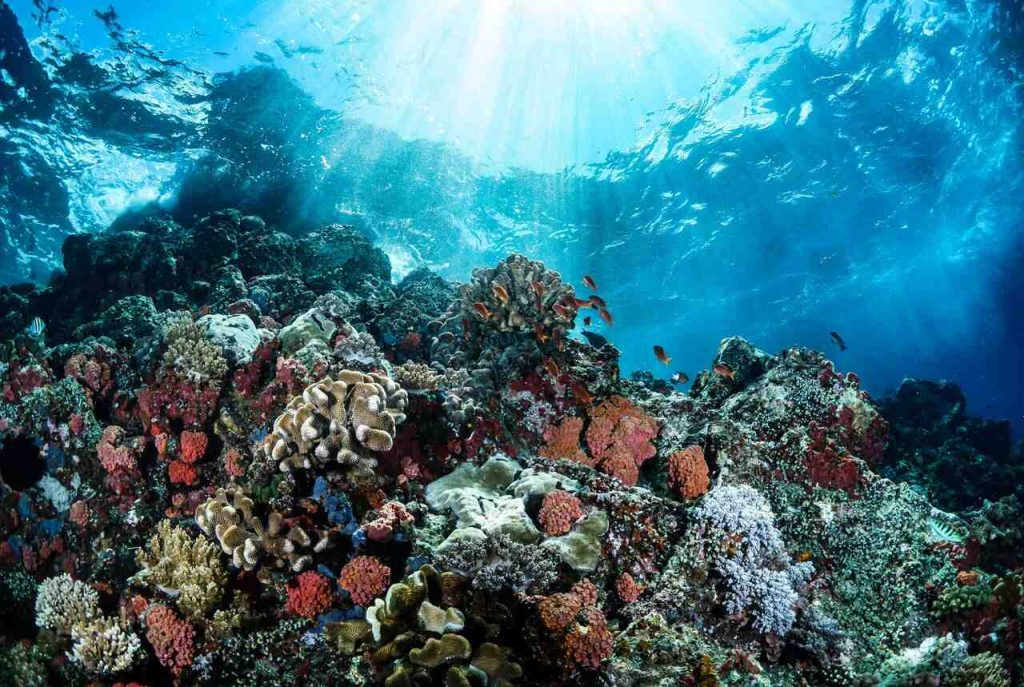Reef artificiali: una barriera corallina subacquea