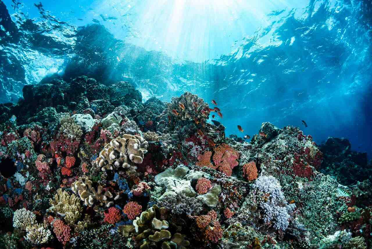 Reef artificiali: una barriera corallina subacquea