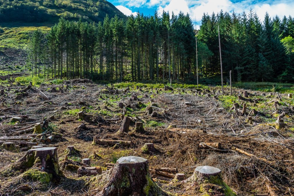 Deforestazione