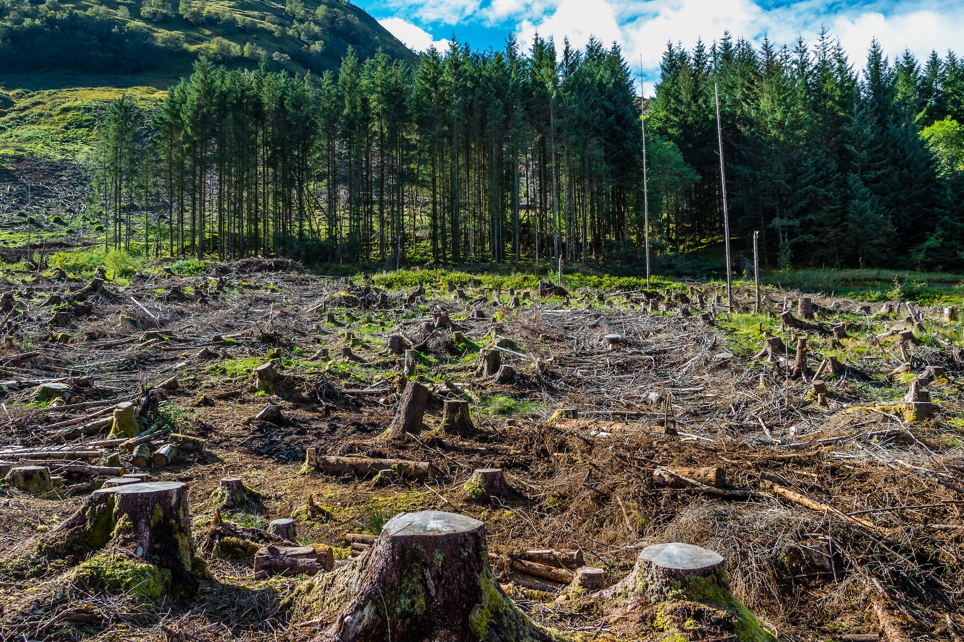 Deforestazione