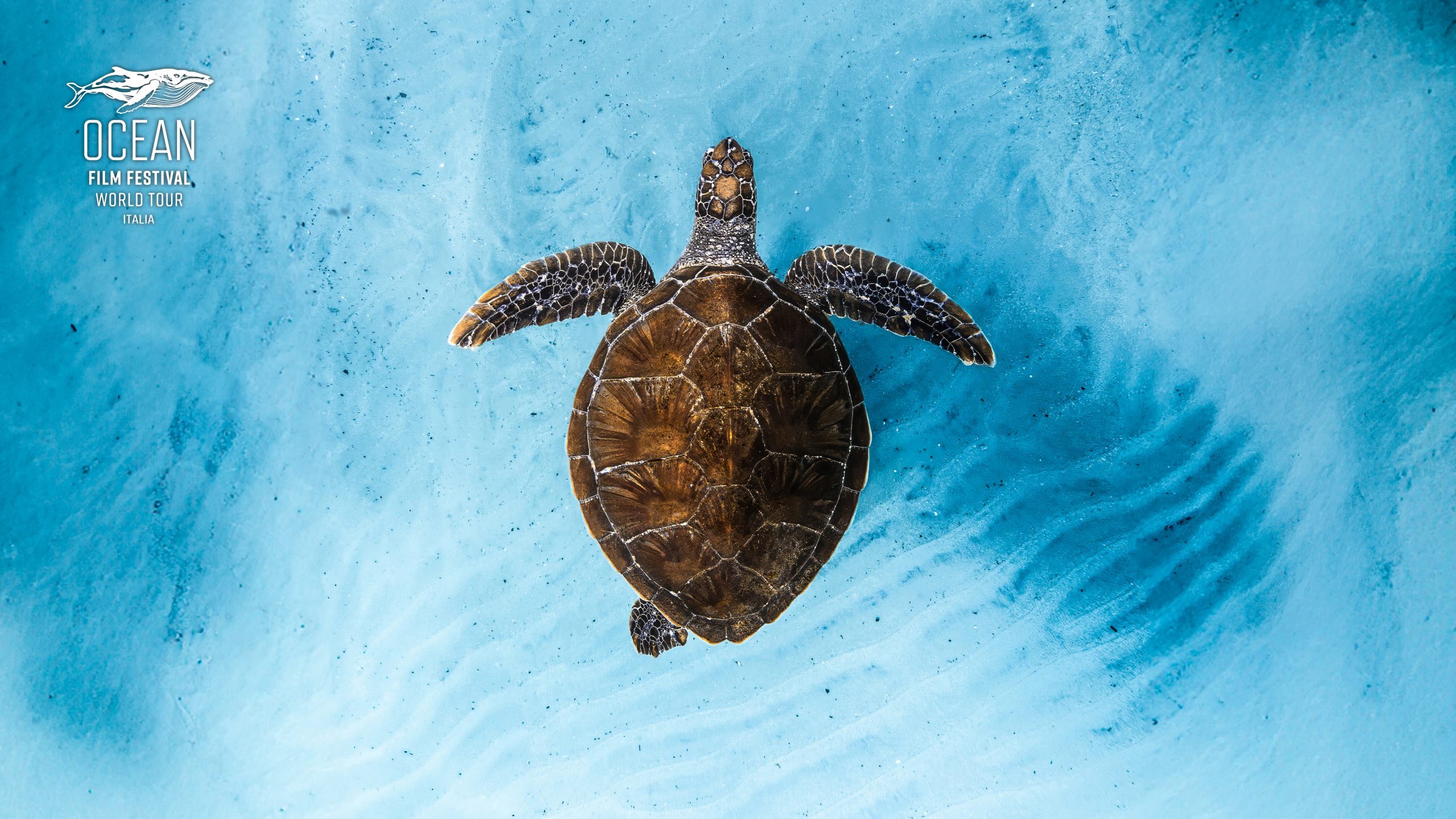 Ocean film festival