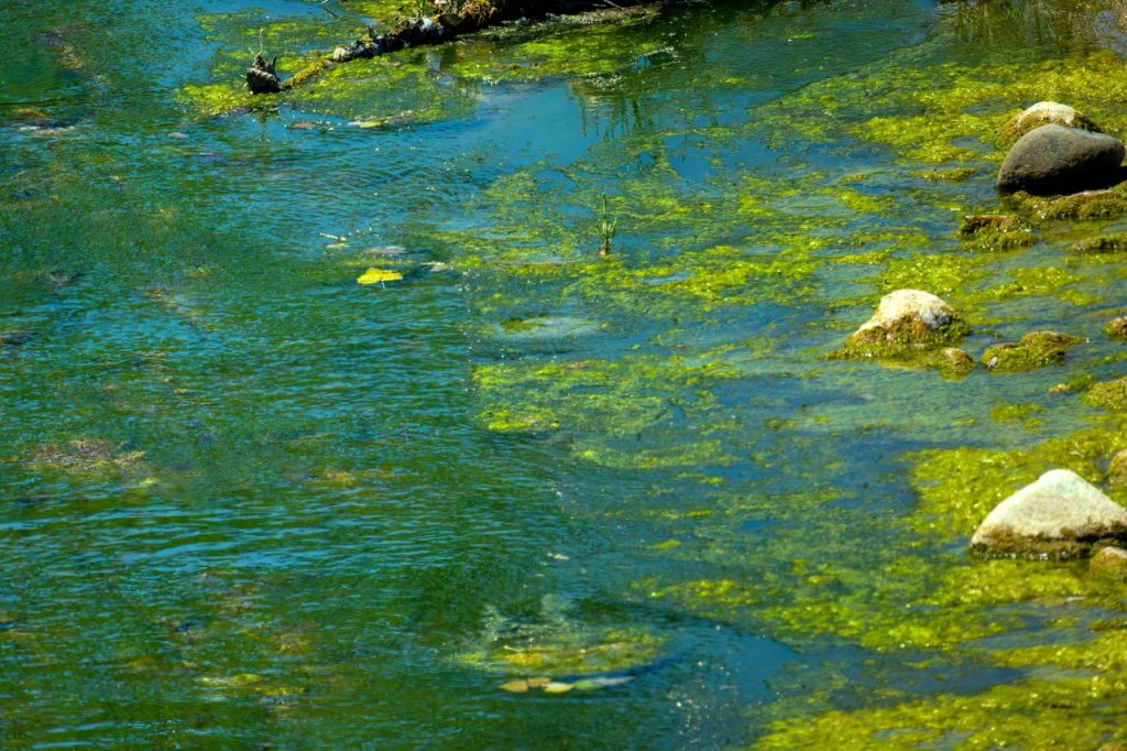 Alghicoltura edibile: alghe sulla superficie dell'acqua